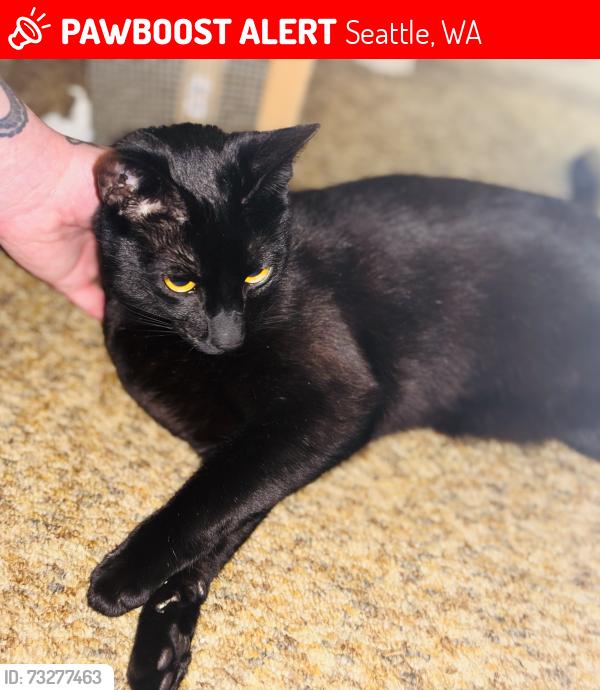 Lost Male Cat last seen Wallingford, near 54th st and Latona, Seattle, WA 98105