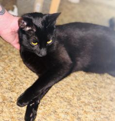 Lost Male Cat last seen Wallingford, near 54th st and Latona, Seattle, WA 98105