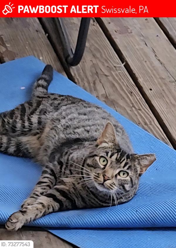 Lost Male Cat last seen Milligan Ave and Juniata St, Swissvale, PA 15218