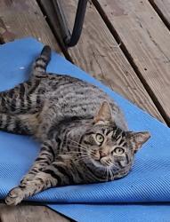 Lost Male Cat last seen Milligan Ave and Juniata St, Swissvale, PA 15218