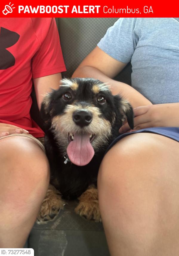 Lost Male Dog last seen Windsor drive, Lyn drive, Michael ave, weems road, Columbus, GA 31909