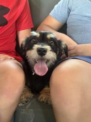 Lost Male Dog last seen Windsor drive, Lyn drive, Michael ave, weems road, Columbus, GA 31909