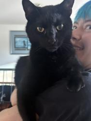 Lost Male Cat last seen A1A, Holy Name of Jesus Church, Brevard County, FL 32903