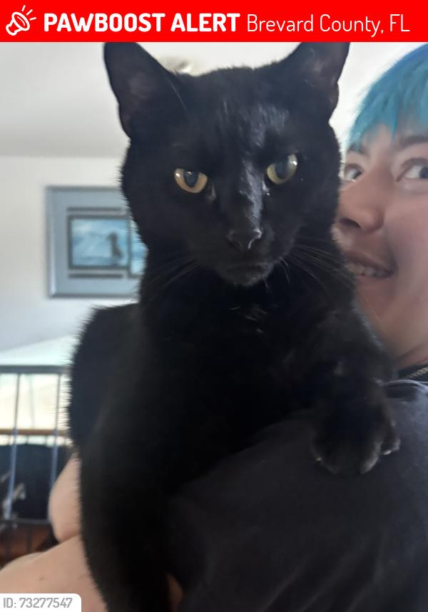 Lost Male Cat last seen A1A, Holy Name of Jesus Church, Brevard County, FL 32903