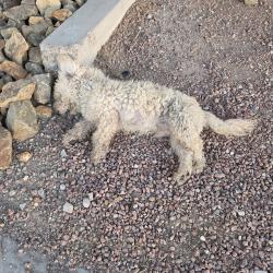 Found/Stray Male Dog last seen Las vegas boulevard and Belmont, Paradise, NV 89109