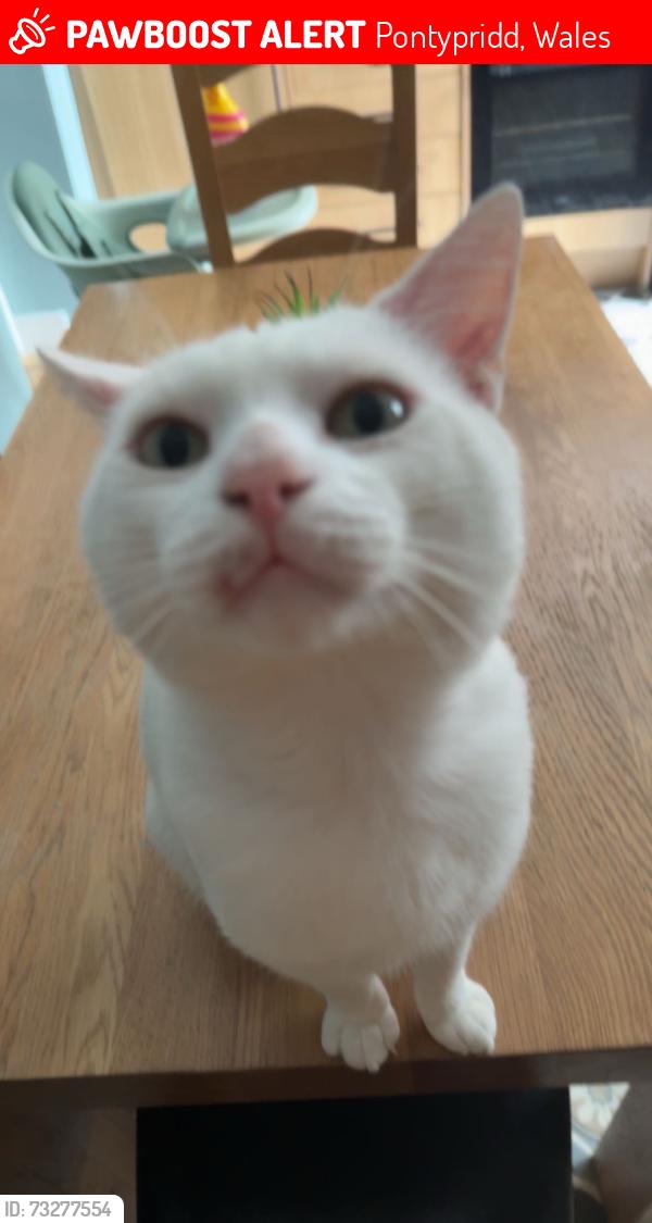 Lost Male Cat last seen Danylan road, Pontypridd, Wales 