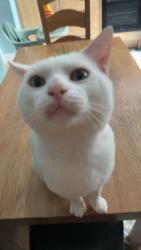 Lost Male Cat last seen Danylan road, Pontypridd, Wales 