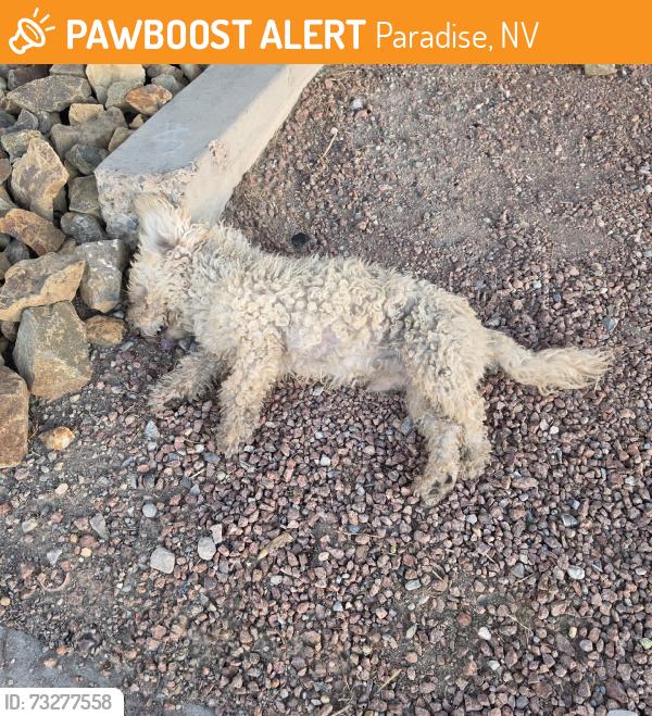 Found/Stray Male Dog last seen Las vegas boulevard and Belmont, Paradise, NV 89109