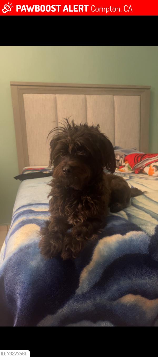 Lost Female Dog last seen ISANA Achernar Academy, Compton, CA 90222