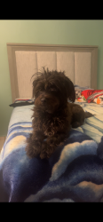Lost Female Dog last seen ISANA Achernar Academy, Compton, CA 90222