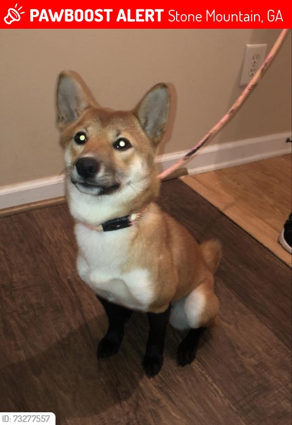 Lost Female Dog last seen Near To Lani Court in Crystal Lakes, Stone Mountain, GA 30083