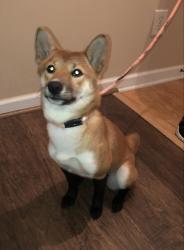 Lost Female Dog last seen Near To Lani Court in Crystal Lakes, Stone Mountain, GA 30083