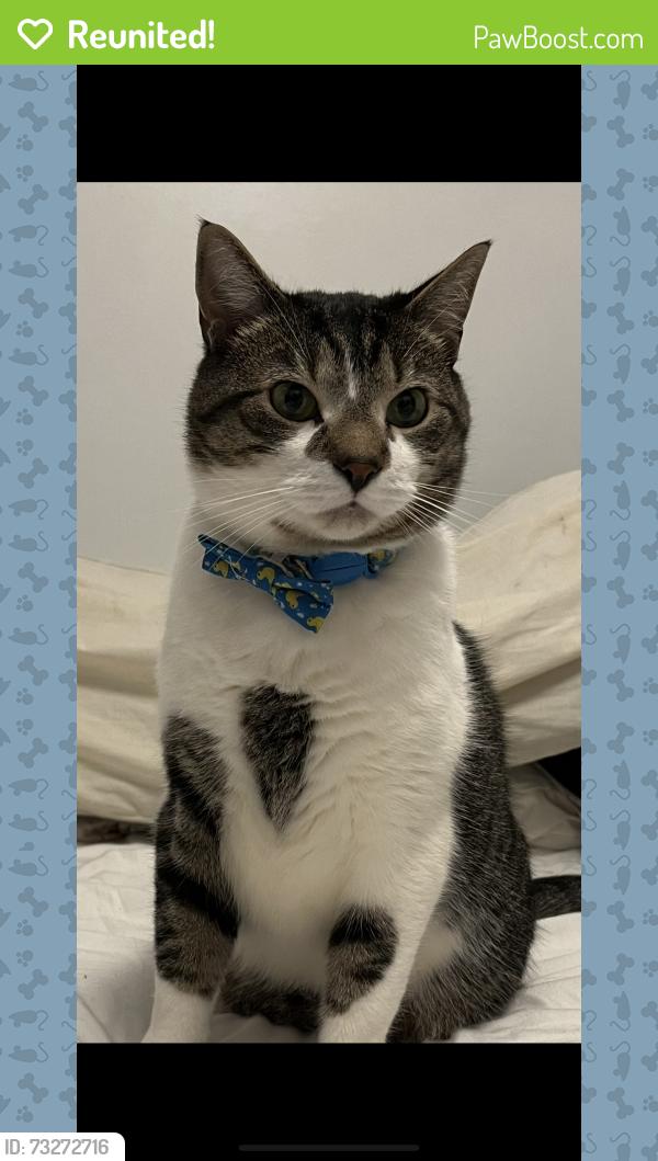 Reunited Male Cat last seen 160-17 76th ave, Queens, NY 11366