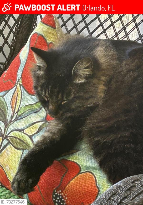 Lost Male Cat last seen Metro West boulevard, Orlando, FL 32835