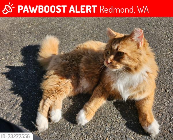 Lost Male Cat last seen Avondale Rd and Novelty Hill, Redmond, WA 98052