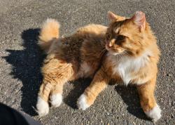 Lost Male Cat last seen Avondale Rd and Novelty Hill, Redmond, WA 98052
