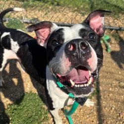 Shelter Stray Male Dog last seen , Animal Care & Control Team of Philly, 111 W Hunting Park Ave, Philadelphia, PA 19140, USA