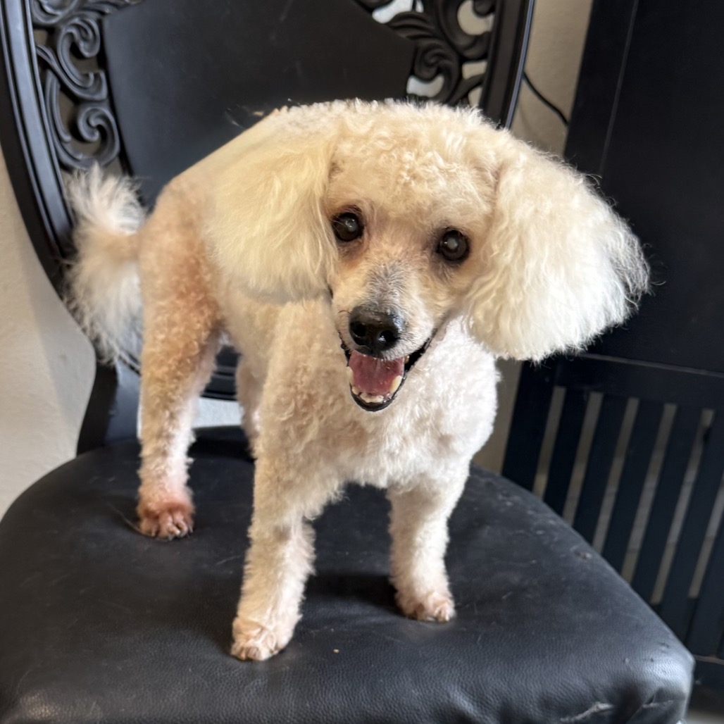 Shelter Stray Male Dog last seen , 8020 Washington St, Port Richey, FL 34668, USA
