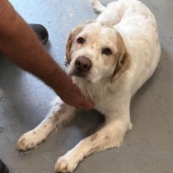 Shelter Stray Female Dog last seen , 8020 Washington St, Port Richey, FL 34668, USA