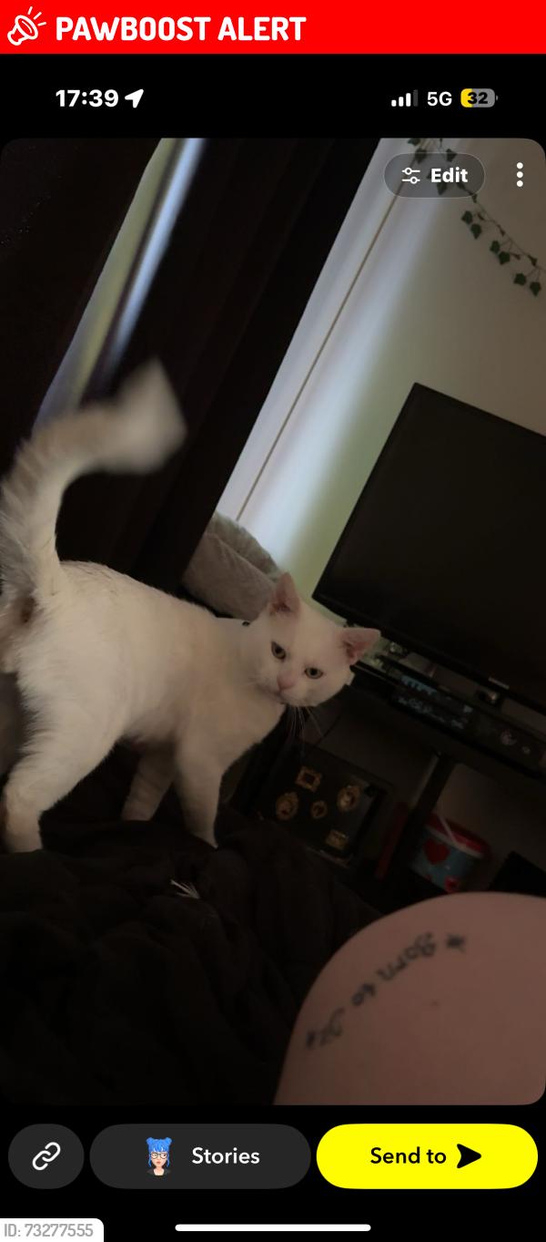 Lost Male Cat last seen Dannylan rd Pontypridd, Rhondda Cynon Taf, Wales CF37 1ET