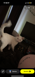 Lost Male Cat last seen Dannylan rd Pontypridd, Rhondda Cynon Taf, Wales CF37 1ET