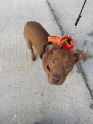 Reunited Female Dog last seen Tiger bend and green trails, Baton Rouge, LA 70817