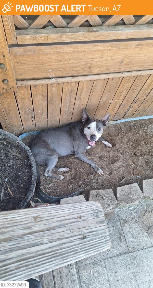 Found/Stray Female Dog last seen Bopp Rd. & Khe Sanh Lane, Tucson, AZ 85735