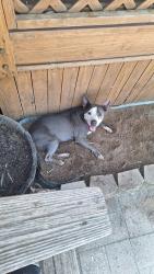 Found/Stray Female Dog last seen Bopp Rd. & Khe Sanh Lane, Tucson, AZ 85735