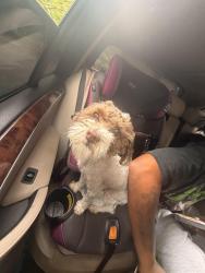 Found/Stray Male Dog last seen Newfield Rd, Woodlawn, MD 21207