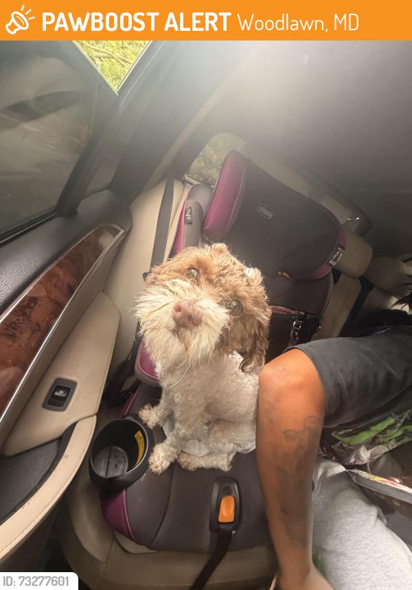 Found/Stray Male Dog last seen Newfield Rd, Woodlawn, MD 21207