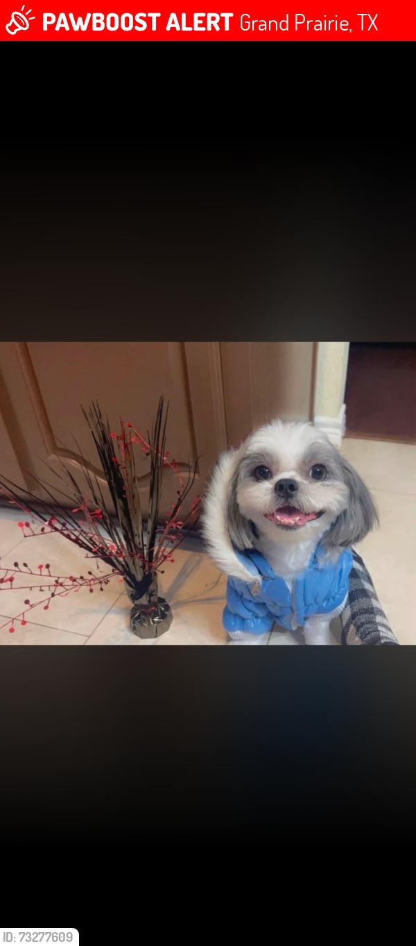 Lost Male Dog last seen Bardin, Grand Prairie, TX 75052