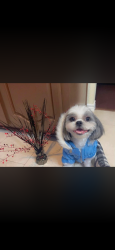 Lost Male Dog last seen Bardin, Grand Prairie, TX 75052