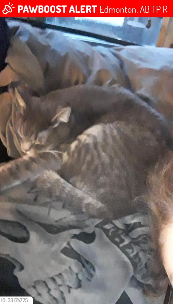Lost Male Cat last seen Near Ave and 150st, Edmonton, AB T5P 1R9