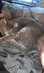 Lost Male Cat last seen Near Ave and 150st, Edmonton, AB T5P 1R9