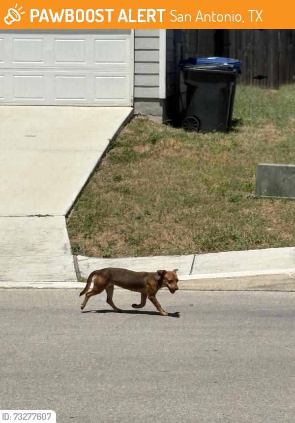 Found/Stray Female Dog last seen Estrella neighborhood off of Rittiman & Hwy 78, San Antonio, TX 78218