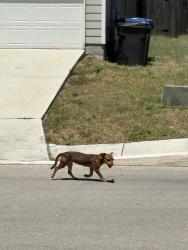 Found/Stray Female Dog last seen Estrella neighborhood off of Rittiman & Hwy 78, San Antonio, TX 78218