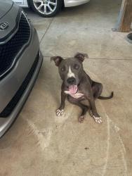 Found/Stray Male Dog last seen Cooksey and Pine, Guthrie, OK 73044