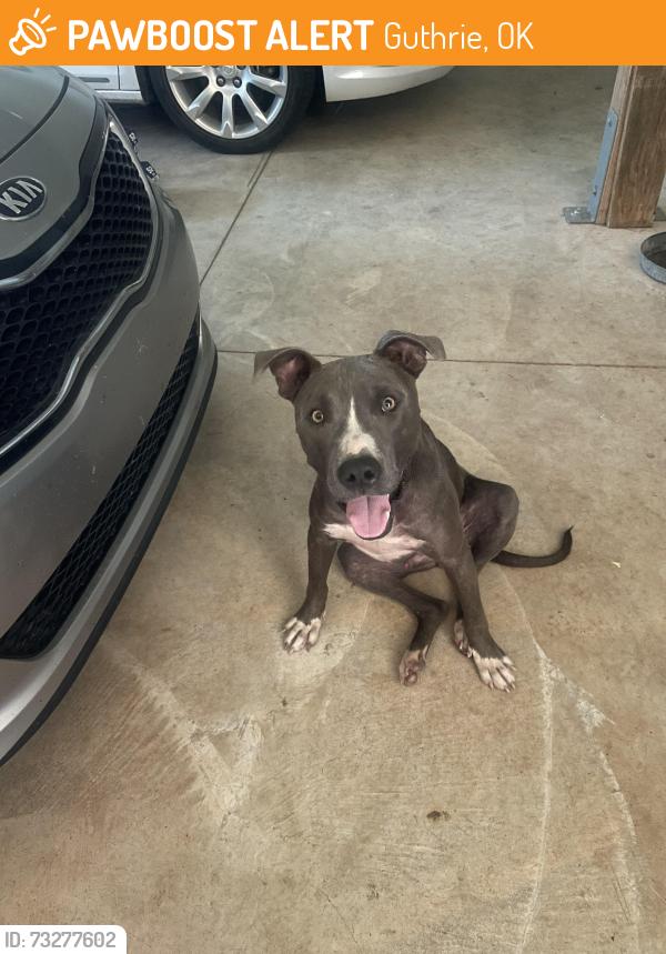 Found/Stray Male Dog last seen Cooksey and Pine, Guthrie, OK 73044