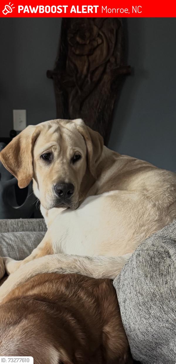 Lost Male Dog last seen Glendalough, Monroe, NC 28079