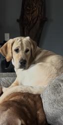 Lost Male Dog last seen Glendalough, Monroe, NC 28079