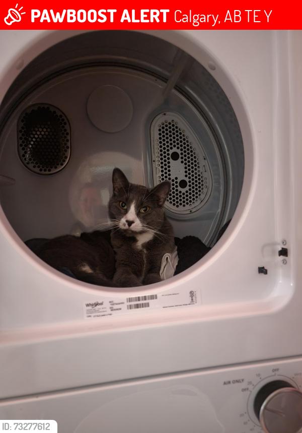 Lost Female Cat last seen Bridgeland, Calgary, AB T2E 3Y1