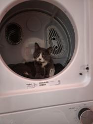Lost Female Cat last seen Bridgeland, Calgary, AB T2E 3Y1