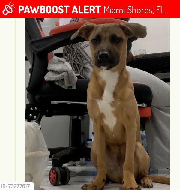 Lost Male Dog last seen Barry University, Miami Shores, FL 33161