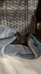 Found/Stray Unknown Cat last seen On Mc laughlin between Capitol & Yerba Buena, San Jose, CA 95121