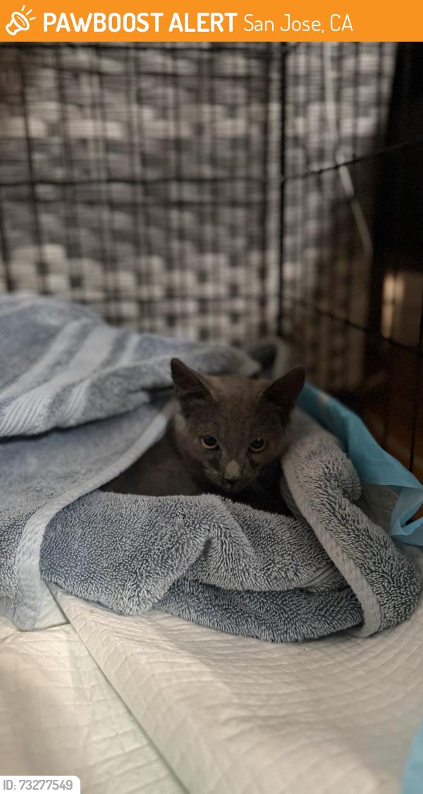 Found/Stray Unknown Cat last seen On Mc laughlin between Capitol & Yerba Buena, San Jose, CA 95121
