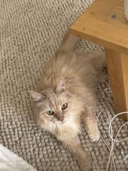Reunited Female Cat last seen Milky Way and Orion Lane, Cupertino, CA 95014