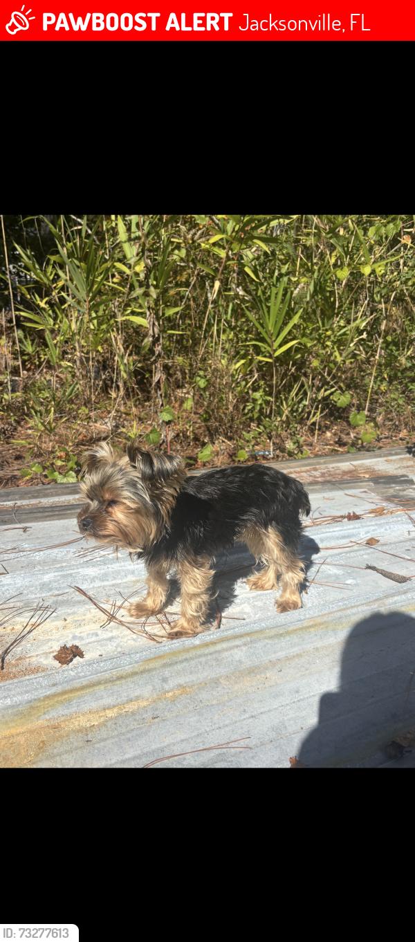 Lost Female Dog last seen Bowden Rd and Silas Dr, Jacksonville, FL 32216