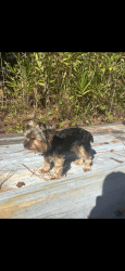 Lost Female Dog last seen Bowden Rd and Silas Dr, Jacksonville, FL 32216