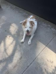 Found/Stray Male Dog last seen 33rd Court SE, Bellevue, WA 98008