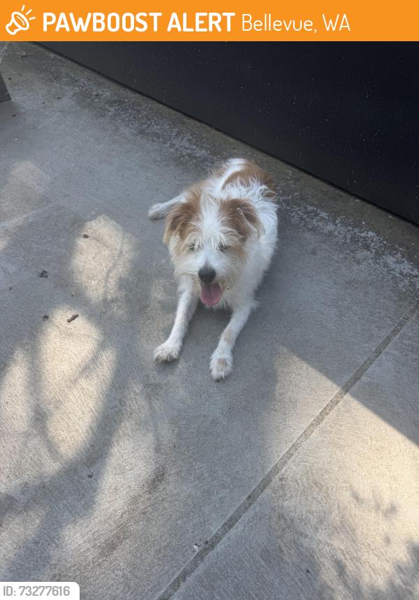 Found/Stray Male Dog last seen 33rd Court SE, Bellevue, WA 98008